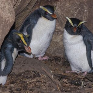 Tučňák novozélandský