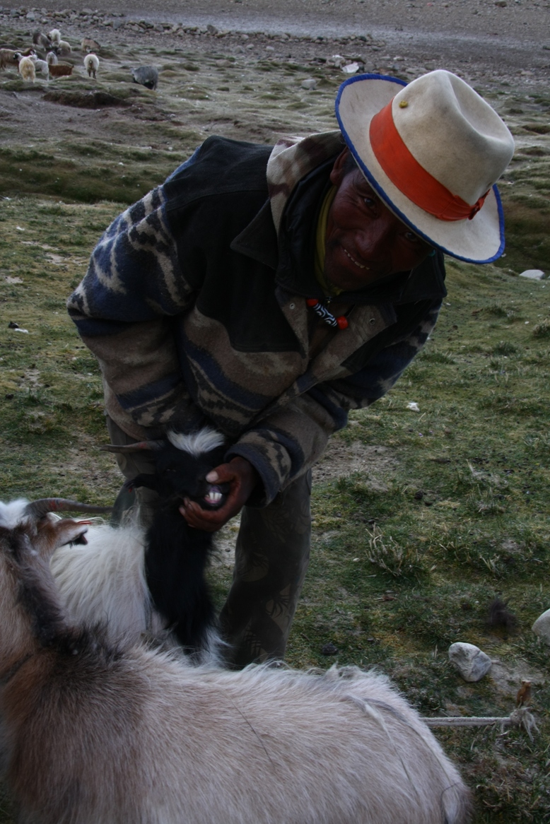 Jeden z nomádů nám pomáhá při koupi koz a prohlíží kozám zuby