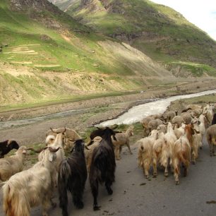 Stáda koz a ovcí potkáváme velmi často