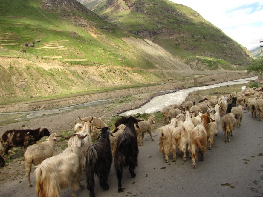 Stáda koz a ovcí potkáváme velmi často