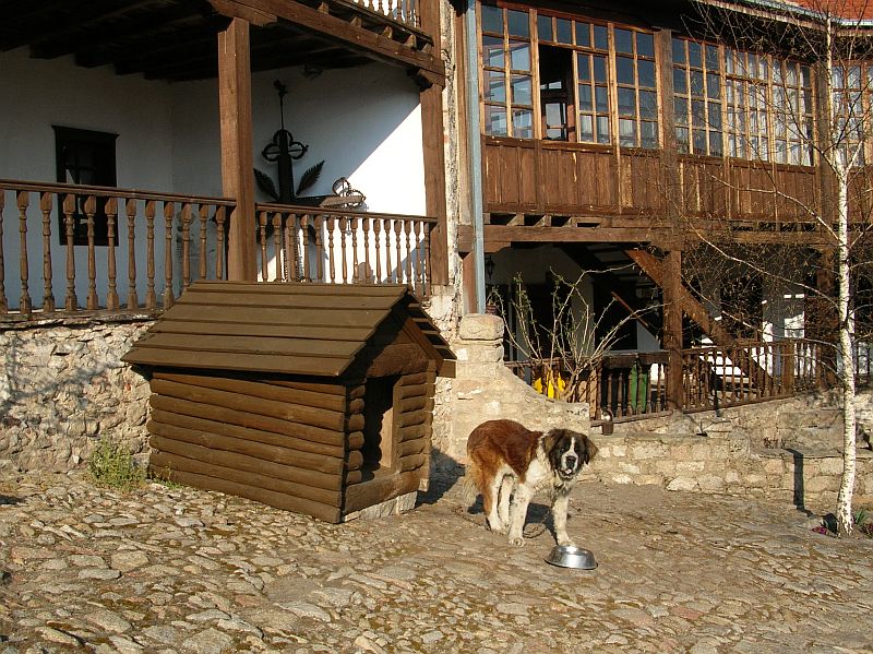 Kláštěrní pes, Treskavec, Makedonie