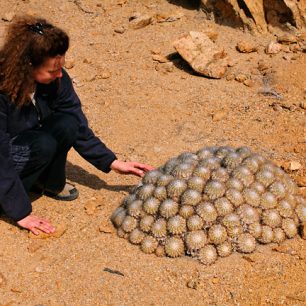 kaktusy, Pan de Azucar, Chile