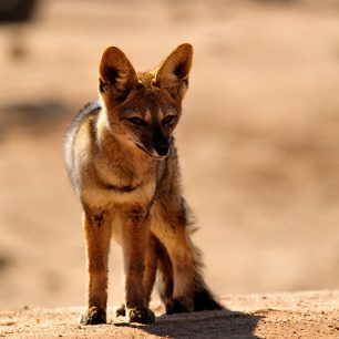 pouštní liška, Pan de Azucar, Chile