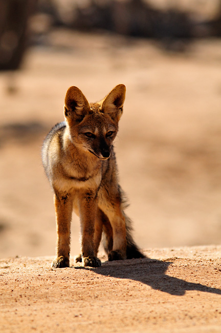 pouštní liška, Pan de Azucar, Chile