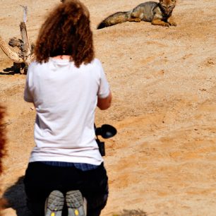 fotíme pouštní lišky, Pan de Azucar, Chile