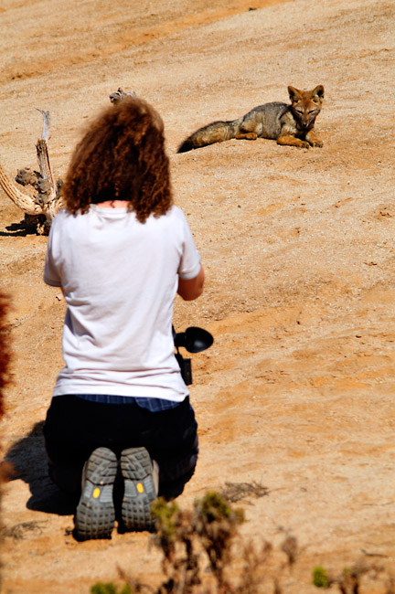 fotíme pouštní lišky, Pan de Azucar, Chile
