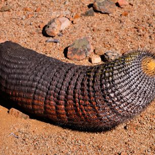kaktusy Copiapos Columna alba, Chile