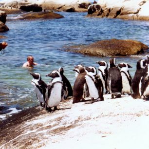 Plavání s tučňáky
