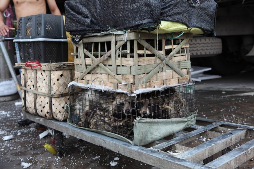 také skončí na talíři, Čína