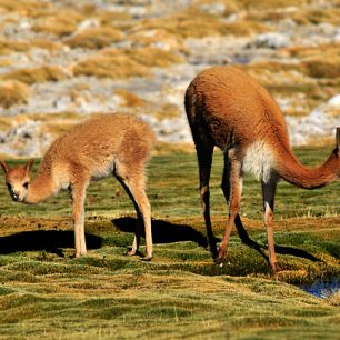 Divoké vikuně, Chile