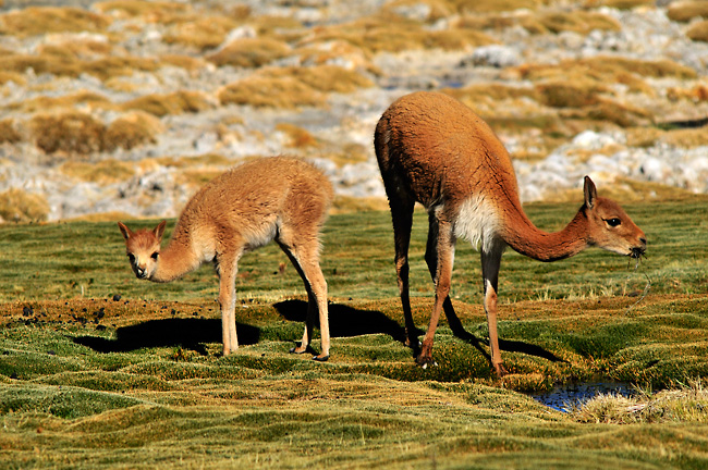 Divoké vikuně, Chile