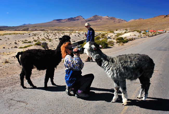 Přepadly nás lamy, Chile