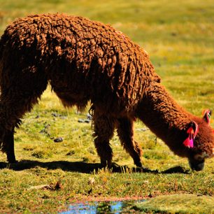 Huňaté lamy, Chile