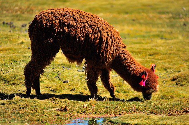 Huňaté lamy, Chile