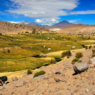 Stáda domácích lam, Chile