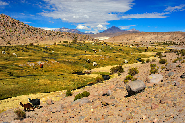 Stáda domácích lam, Chile