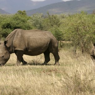 Máte-li štěstí, potkáte v Marakele matku s mládětem