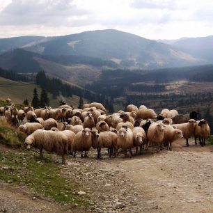 ...i takhle může vypadat budíček v Maramureši