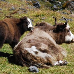 Pasoucí se jaci, Nepál