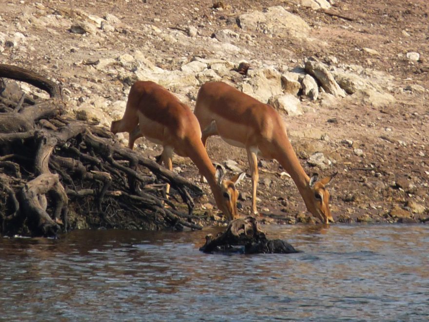 Antilopy, Botswana