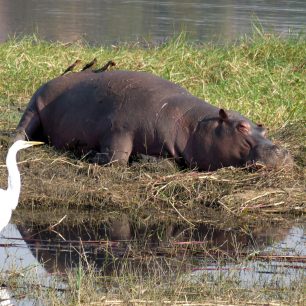 Hroch, řeka Chobe, Botswana