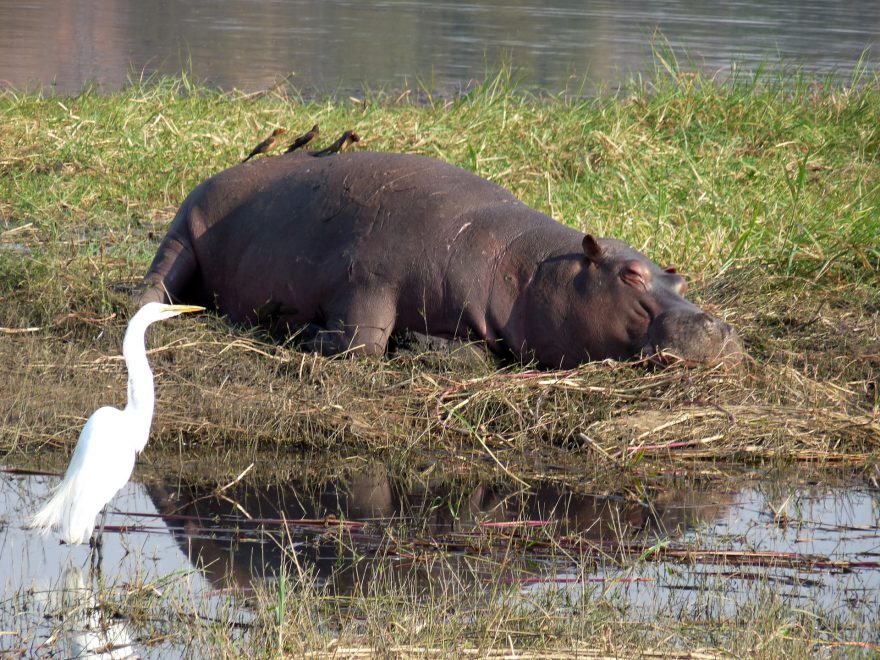 Hroch, řeka Chobe, Botswana
