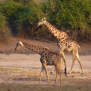 Žirafy, Botswana