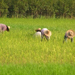 práce na rýžových polích, Yangshuo, Čína