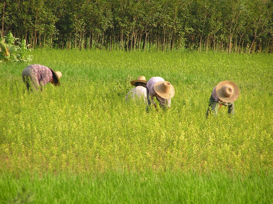 práce na rýžových polích, Yangshuo, Čína