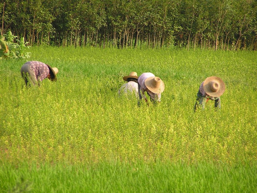 práce na rýžových polích, Yangshuo, Čína