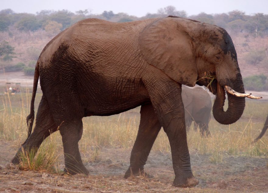 Slon, Botswana