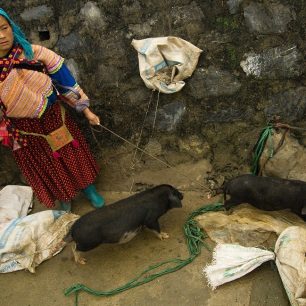 Prodej prasat, Vietnam