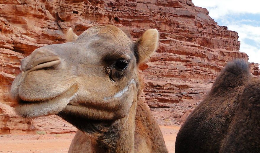 Velbloud, Wádí Rum, Jordánsko