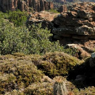 Kaktus v Sierra de Organos, Mexiko
