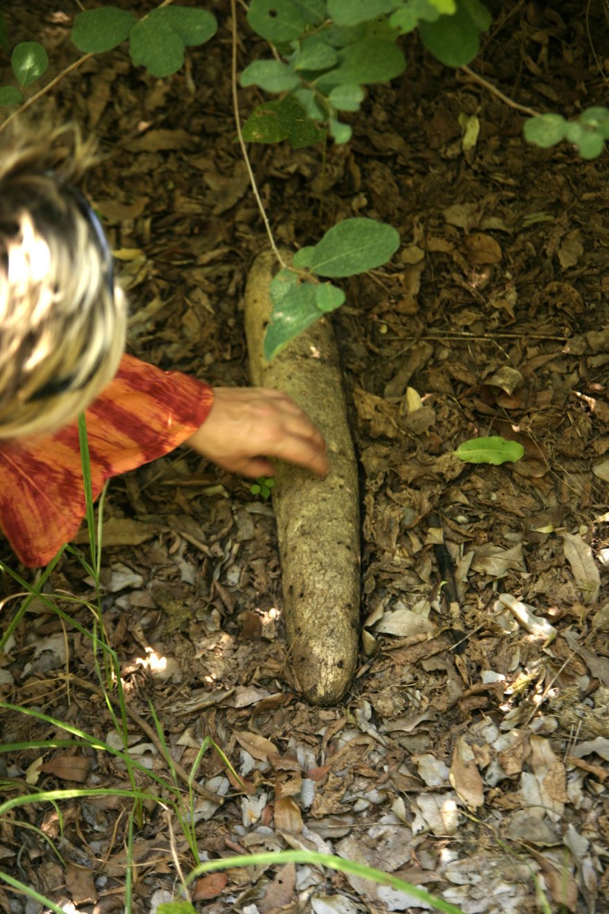 Nad hlavami se nám v korunách vysokých stromů houpají věci, co vypadají jako zelené salámy. Občas nějaký takový plod spadne. Stromům se říká Saussage Tree – salámovník, nebo chcete-li buřtovník, Namibie