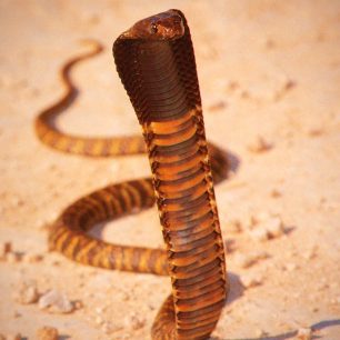 Kobra číhající na kořist mezi projíždějícími auty, foto: Šimon Athaj Řeřucha, Namibie