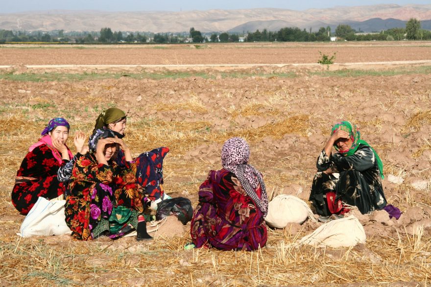 Místní ženy v tradičních barevných šatek o prestávce při sbírání bavlny, provincie Surchundarya, Uzbekistán