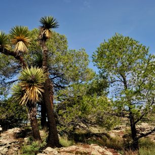 Stromy, Sierra de Organos, Mexiko