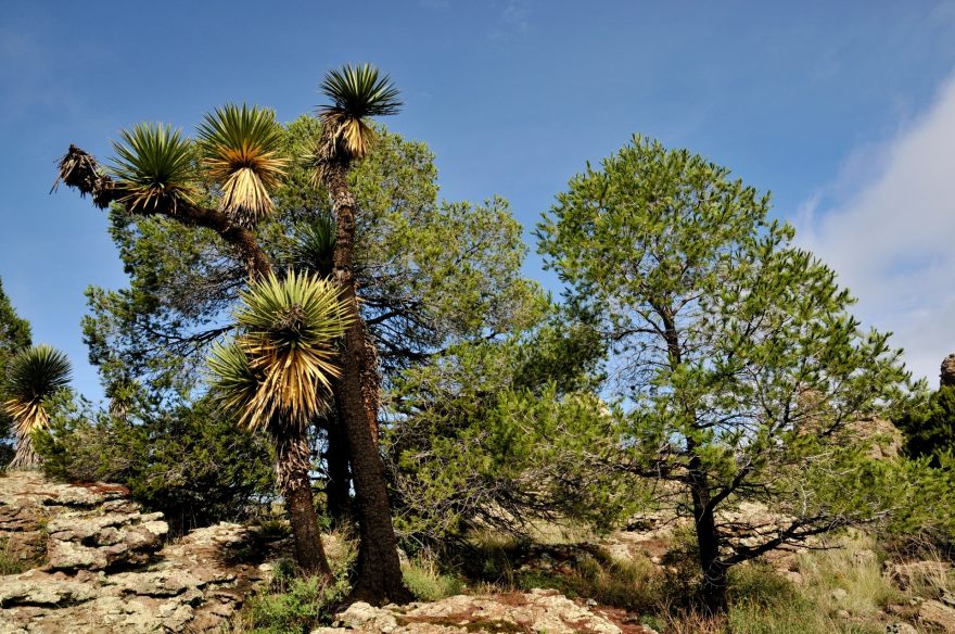 Stromy, Sierra de Organos, Mexiko