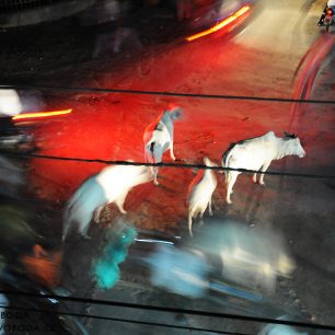 Posvátná kráva, Janakpur, Nepál