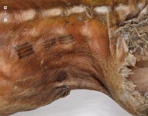 Tetování Ötziho bylo velmi jednoduché. Přesto se v něm skrýval řád. FOTO: Antropolgy.net