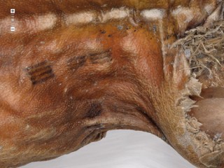 Tetování Ötziho bylo velmi jednoduché. Přesto se v něm skrýval řád. FOTO: Antropolgy.net