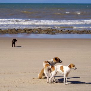 Smečky toulavých psů na plážích v turistických destinacích nejsou vzácností