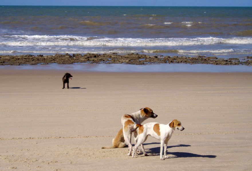 Smečky toulavých psů na plážích v turistických destinacích nejsou vzácností