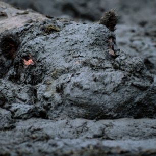 Hroch v bahenní lázni. Autor: National Geographic Česko