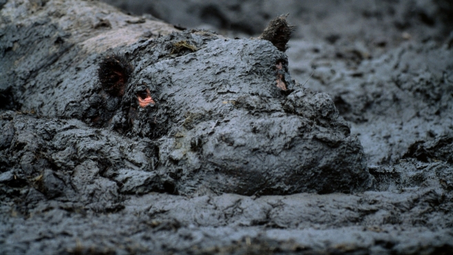 Hroch v bahenní lázni. Autor: National Geographic Česko