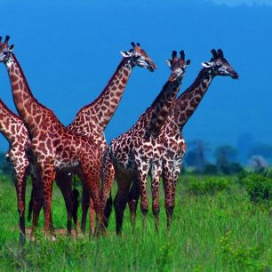 Žirafí sněm nedaleko kráteru Ngoro Ngoro, Tanzánie