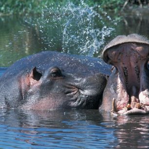 Zdánlivě nejlínější zvíře má na svědomí nejvíce lidských životů, Tanzánie