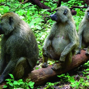 Paviáni babuín vyskládáni pěkně v řadě v NP Lake Manyara, Tanzánie