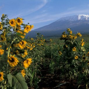 Pohled na majestátně stojící Kilimandžáro v záplavě slunečnic, Tanzánie